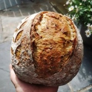 Cách làm Bánh mì men tự nhiên hạt hạt diêm mạch -  TRICOLOR QUINOA 30% WHOLEWHEAT BATARD (75% HYD)